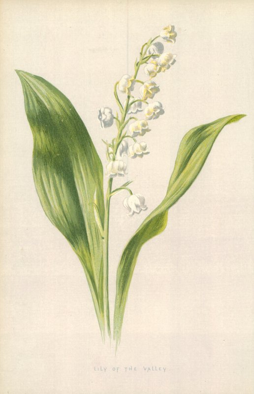 Liljekonvaljer av Frederick Edward Hulme