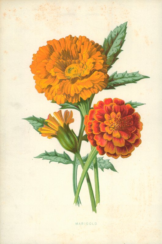 fløyelsblomst av Frederick Edward Hulme
