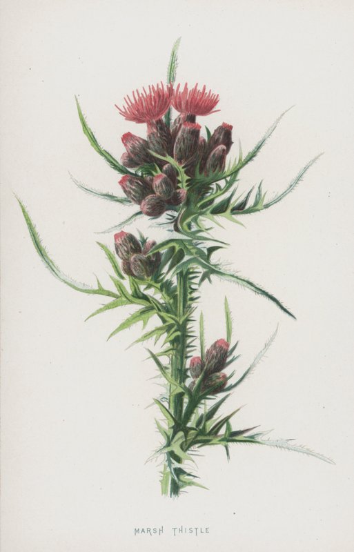 Myrtistel (chromolitho) av Frederick Edward Hulme
