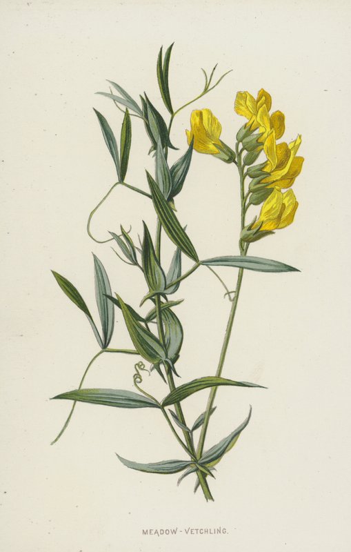 Meadow-Vetchling (chromolitho) av Frederick Edward Hulme