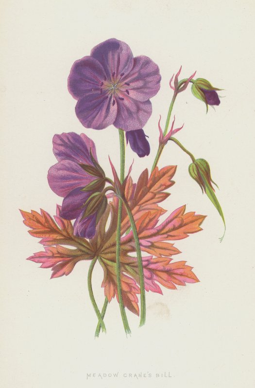 Meadow Cranes Bill (chromolitho) av Frederick Edward Hulme