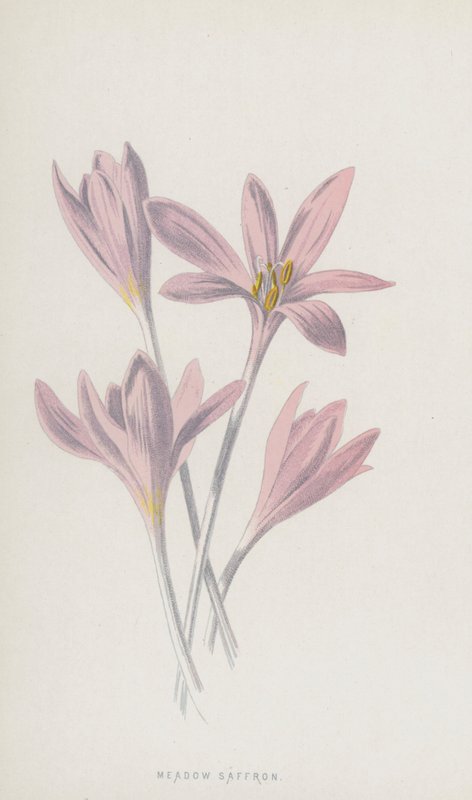 Meadow Saffron (chromolitho) av Frederick Edward Hulme