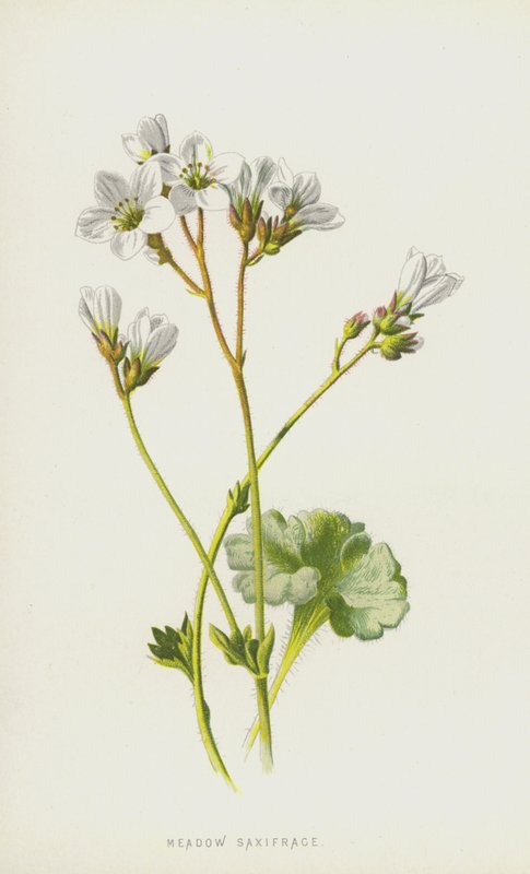 Meadow Saxifrage (chromolitho) av Frederick Edward Hulme