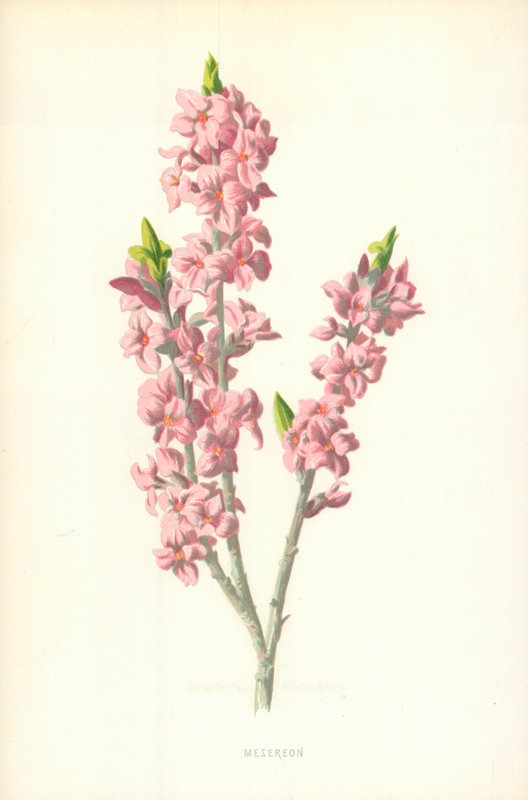 Mesereon av Frederick Edward Hulme
