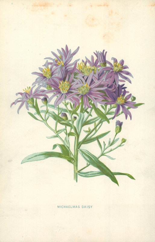 Michaelmas Daisy av Frederick Edward Hulme