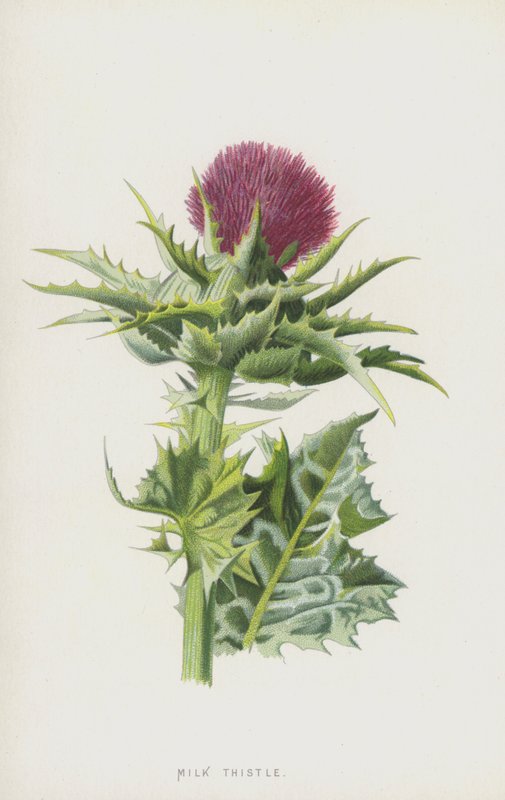 Melketistel (chromolitho) av Frederick Edward Hulme