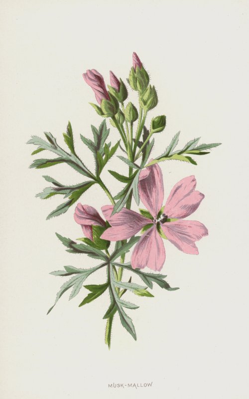 Musk-Mallow (chromolitho) av Frederick Edward Hulme