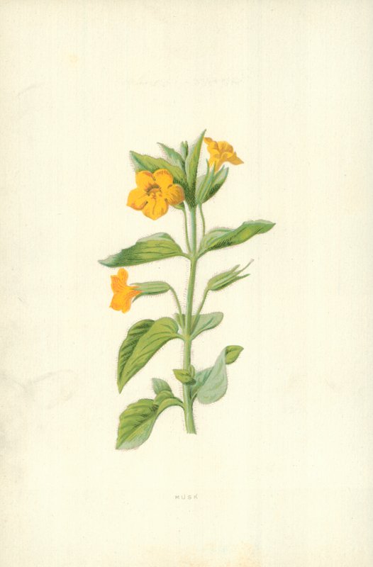 Musk av Frederick Edward Hulme