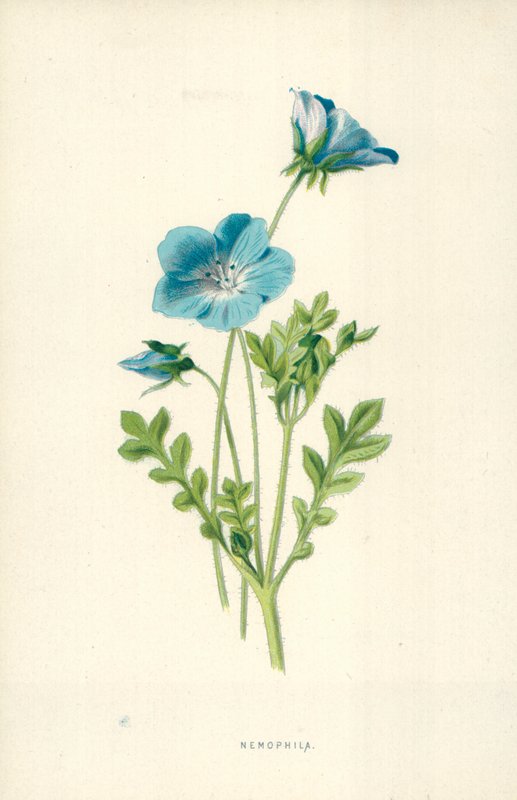 Nemophila av Frederick Edward Hulme
