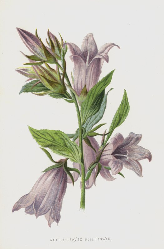 Brenneslebladklokke-blomst (chromolitho) av Frederick Edward Hulme