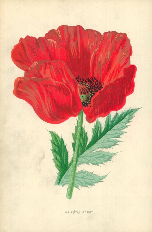 Orientalsk valmue av Frederick Edward Hulme