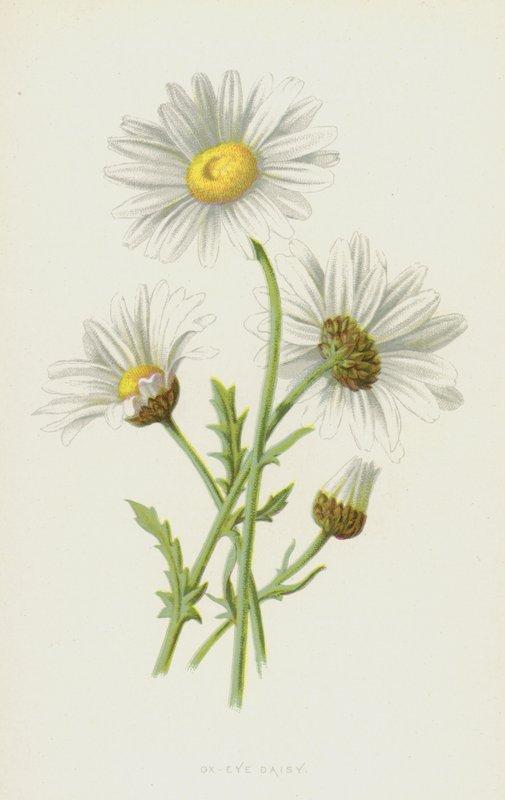 Ox-Eye Daisy (chromolitho) av Frederick Edward Hulme