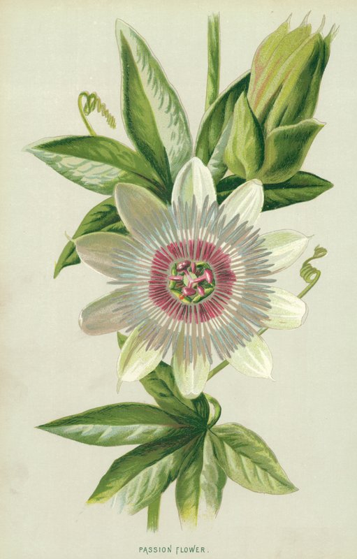 Pasjonsblomst av Frederick Edward Hulme