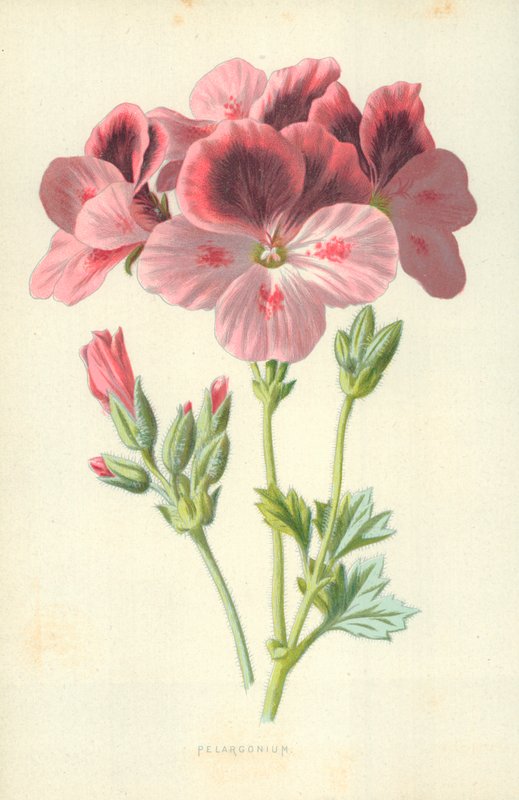 Pelargonium av Frederick Edward Hulme