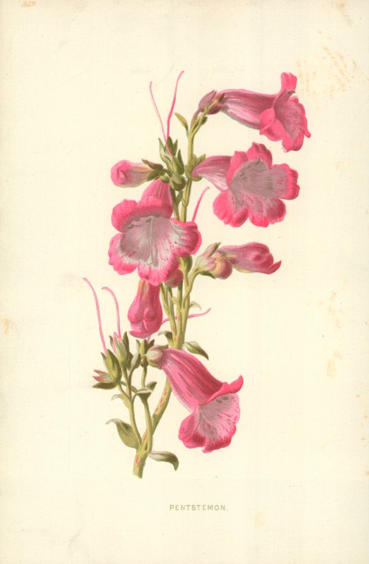 Pentstemon av Frederick Edward Hulme