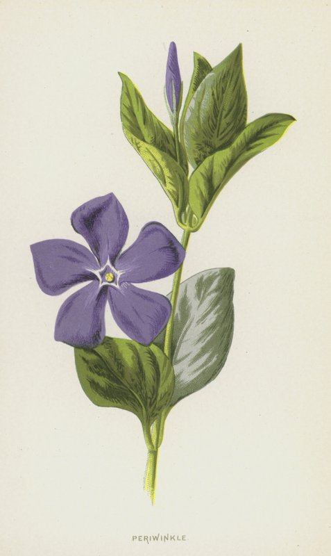 Periwinkle (chromolitho) av Frederick Edward Hulme