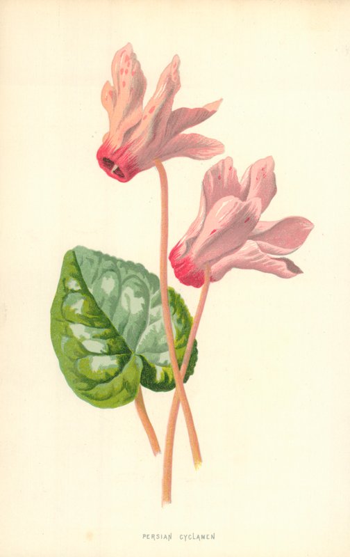 Persisk Cyclamen av Frederick Edward Hulme