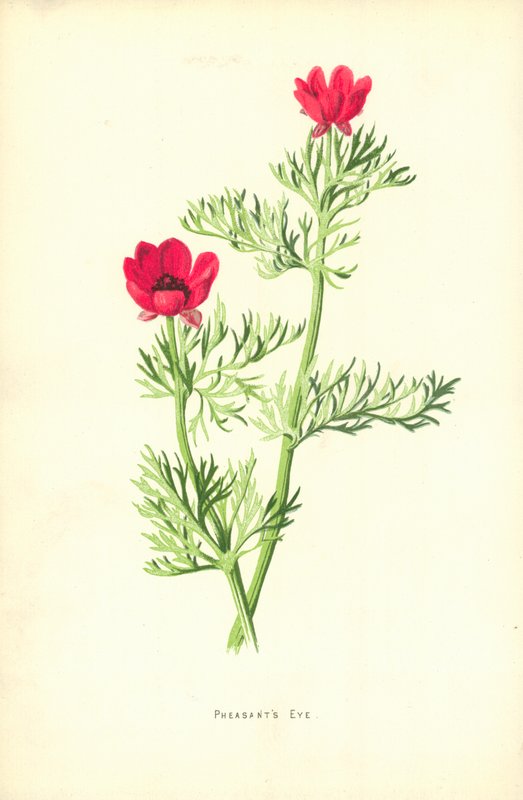 Fasanens øye av Frederick Edward Hulme