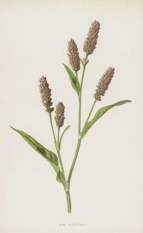 Rosa Persicaria (chromolitho) av Frederick Edward Hulme