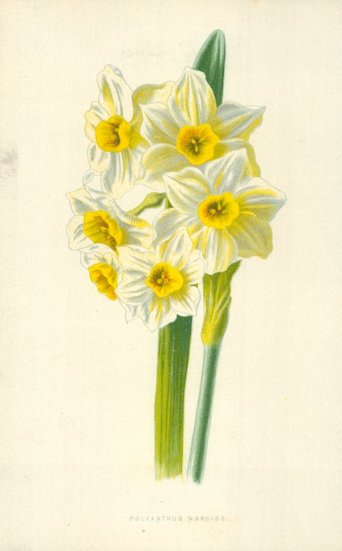 Polyanthus narsiss av Frederick Edward Hulme