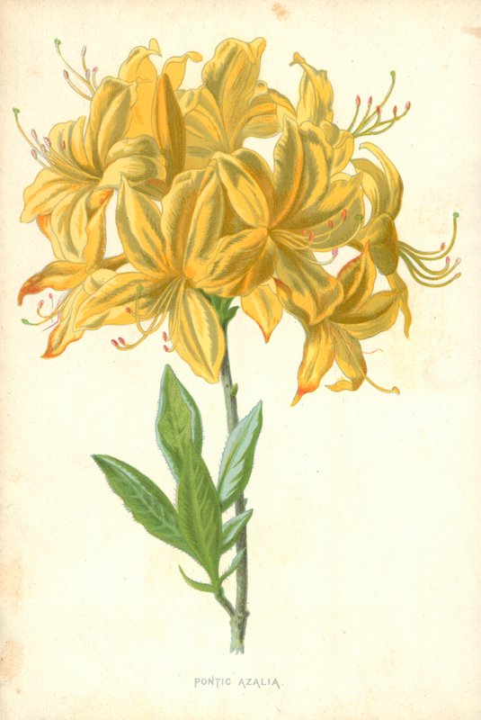 Pontic Azalia av Frederick Edward Hulme