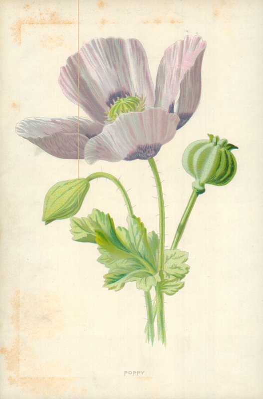 Valmue av Frederick Edward Hulme