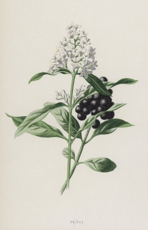 Liguster (chromolitho) av Frederick Edward Hulme