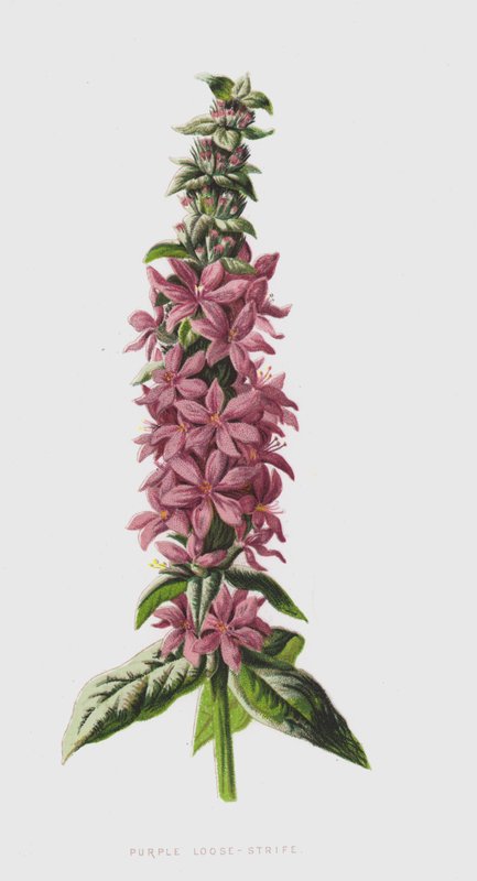 Purple Loose-Strife (chromolitho) av Frederick Edward Hulme