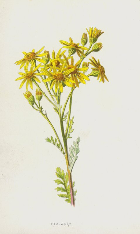 Rag-wort (chromolitho) av Frederick Edward Hulme
