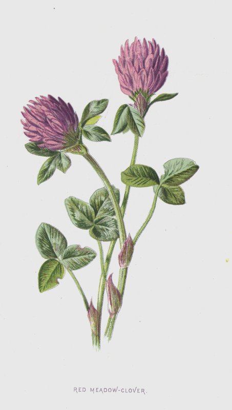 Rød engkløver (chromolitho) av Frederick Edward Hulme