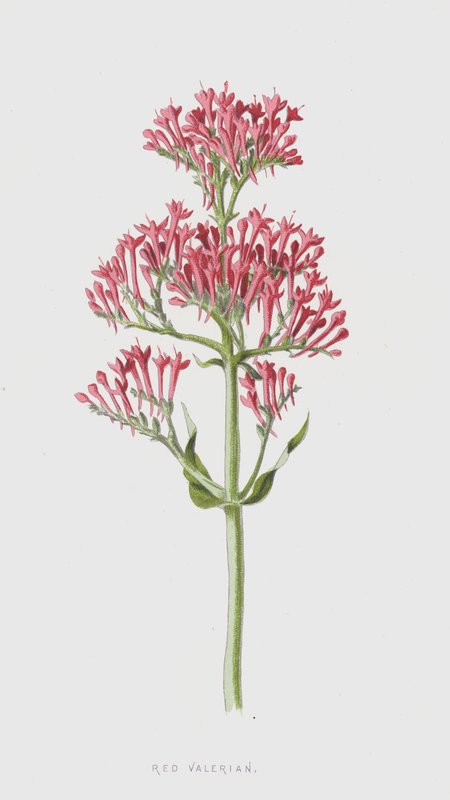 Rød valerian (chromolitho) av Frederick Edward Hulme