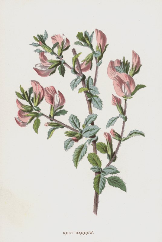 Rest-Harrow (chromolitho) av Frederick Edward Hulme