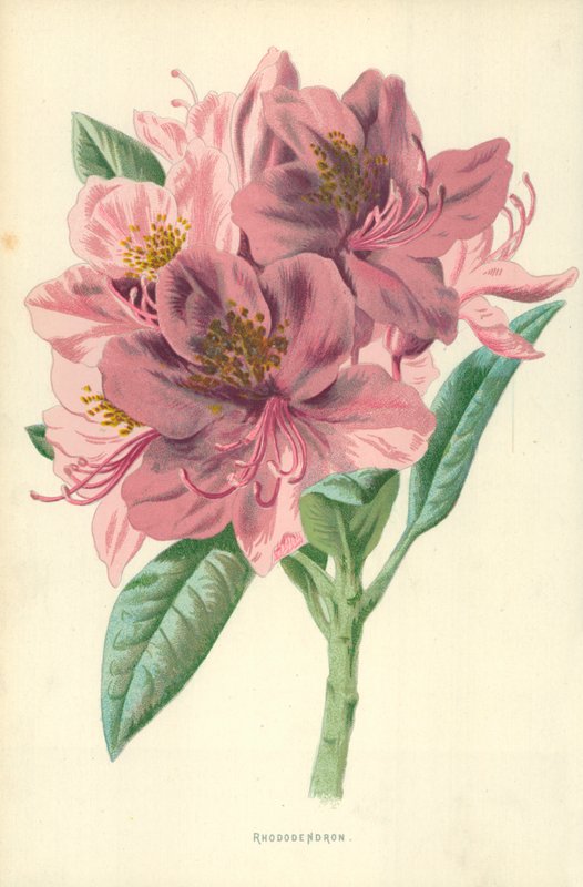 Rhododendron av Frederick Edward Hulme