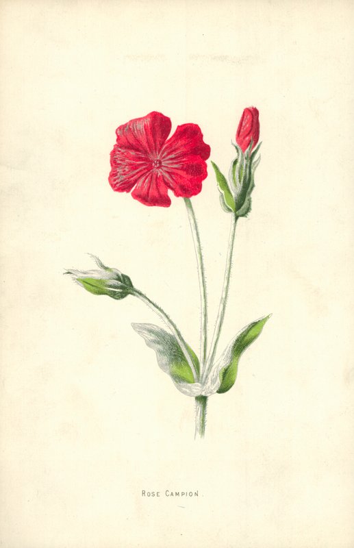Rose Campion av Frederick Edward Hulme