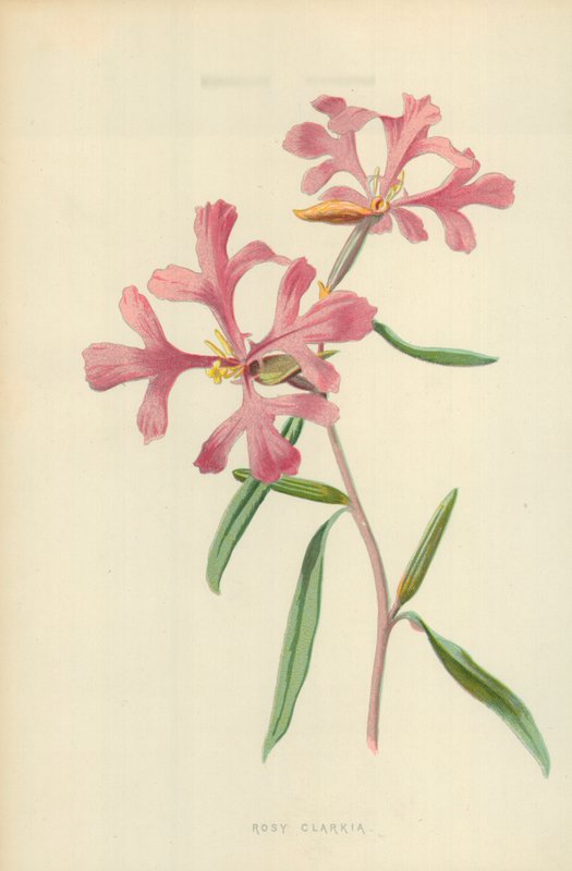 Rosenrød Clarkia av Frederick Edward Hulme
