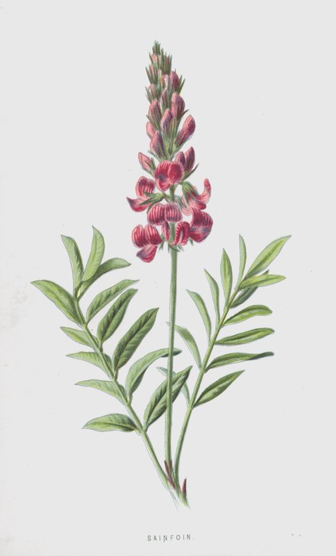 Sainfoin (chromolitho) av Frederick Edward Hulme