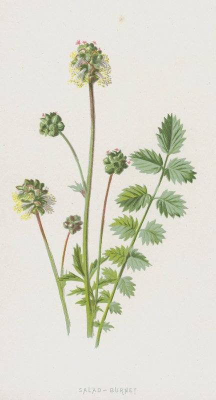 Salat-Burnet (chromolitho) av Frederick Edward Hulme