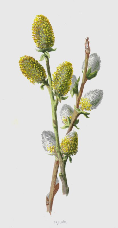 Sallow (chromolitho) av Frederick Edward Hulme