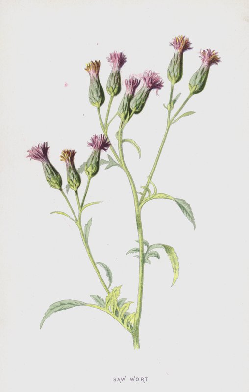 Sagurt (chromolitho) av Frederick Edward Hulme