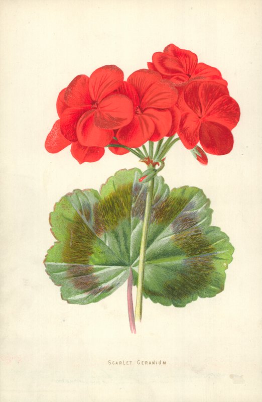 Scarlet Geranium av Frederick Edward Hulme