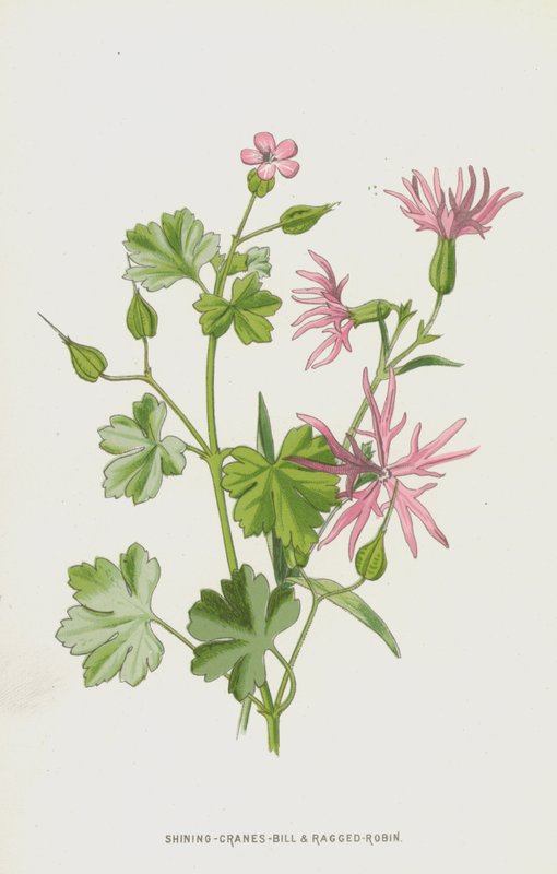 Shining-Cranes-Bill og Ragged-Robin (chromolitho) av Frederick Edward Hulme