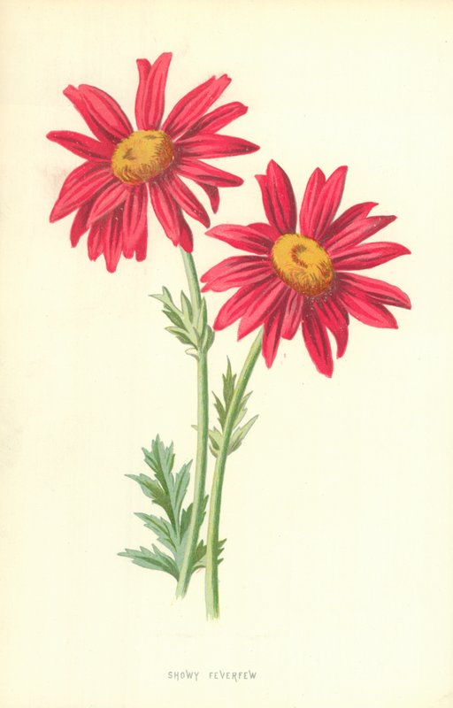 Prangende Feverfew av Frederick Edward Hulme