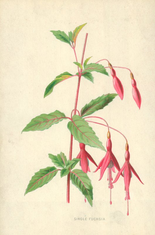 Enkel Fuchsia av Frederick Edward Hulme