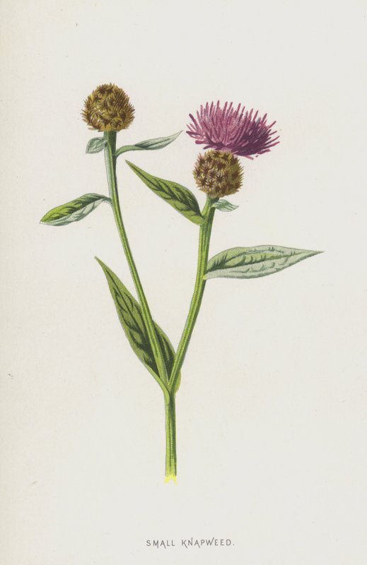 Liten knott (chromolitho) av Frederick Edward Hulme