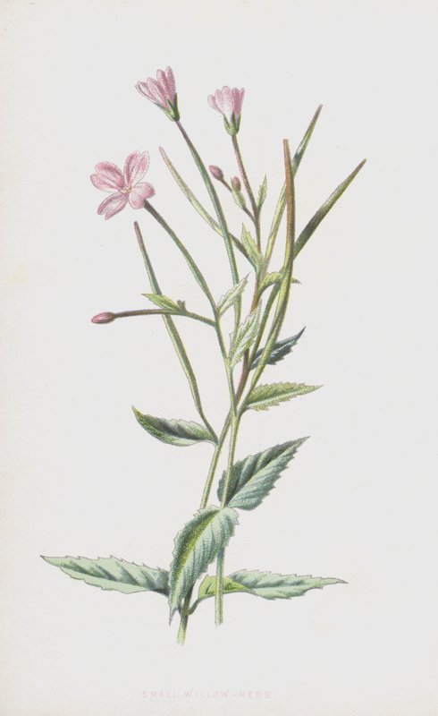 Liten Willow-urt (chromolitho) av Frederick Edward Hulme