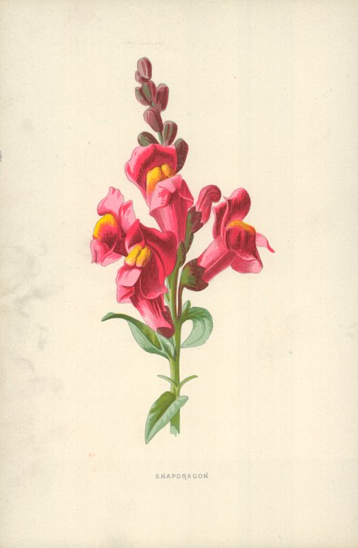 Snapdragon av Frederick Edward Hulme