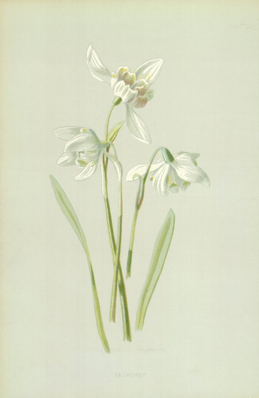 Snøklokke av Frederick Edward Hulme