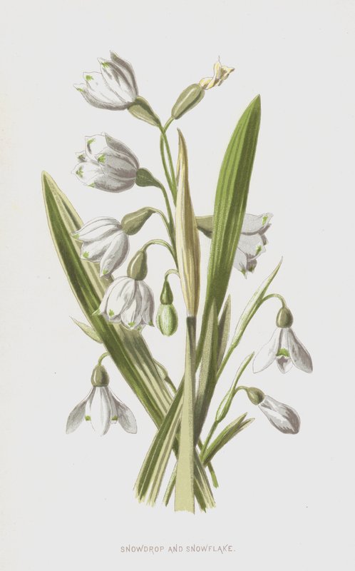 Snøklokke og snøfnugg (chromolitho) av Frederick Edward Hulme