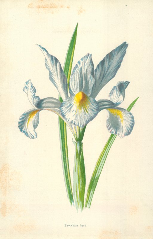 Spansk Iris av Frederick Edward Hulme