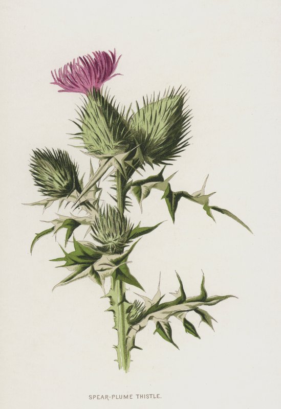 Spear-Plume Thistle (chromolitho) av Frederick Edward Hulme